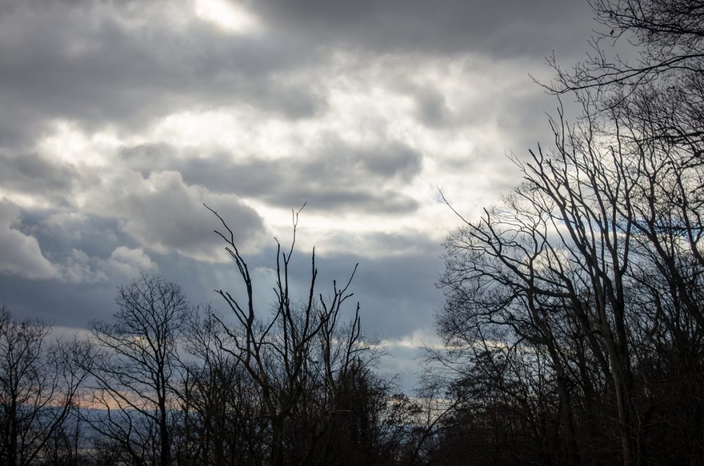 Late Fall Silhouettes