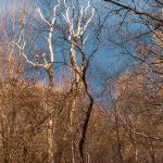 Sun Glow on a Dead Tree