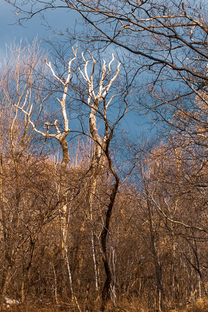 Sun Glow on a Dead Tree