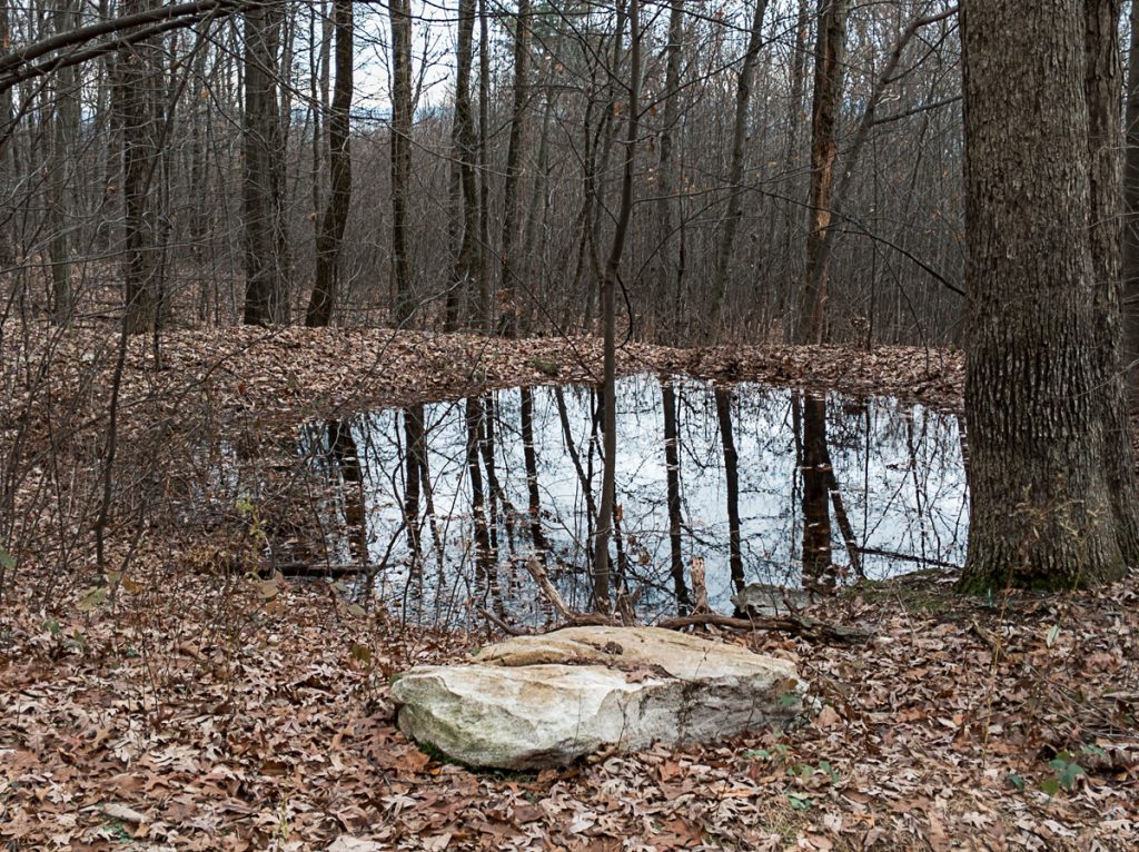 Forest Pool