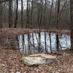 Forest Pool