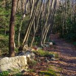 Furnace Creek Trail