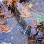 Golden Leaves in a Streamlet