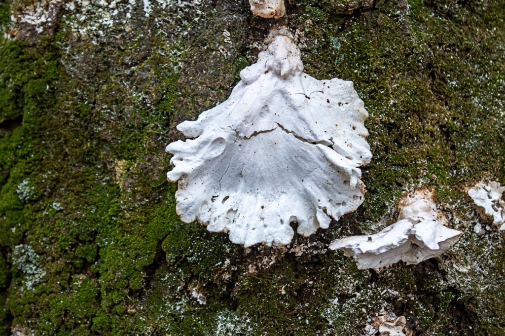 White Mushroom