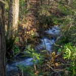 High Above the Creek