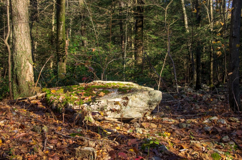 Moss on a Rock