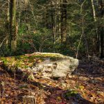 Moss on a Rock