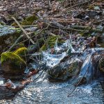 Moss and Ice