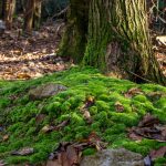 Moss Near the Trail