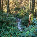 Mountain Laurel Veil