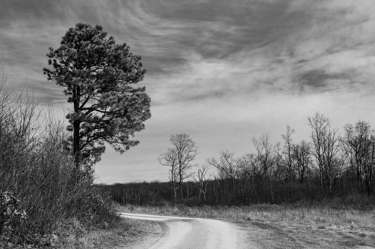 Tree by the Road