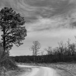 Tree by the Road