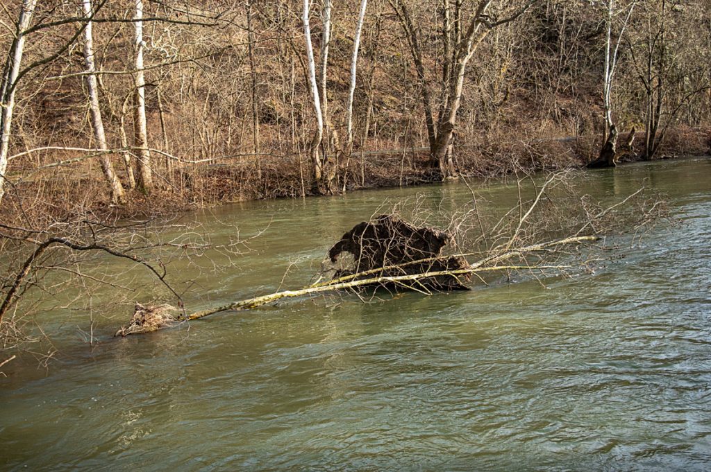 Uprooted in the Tullie