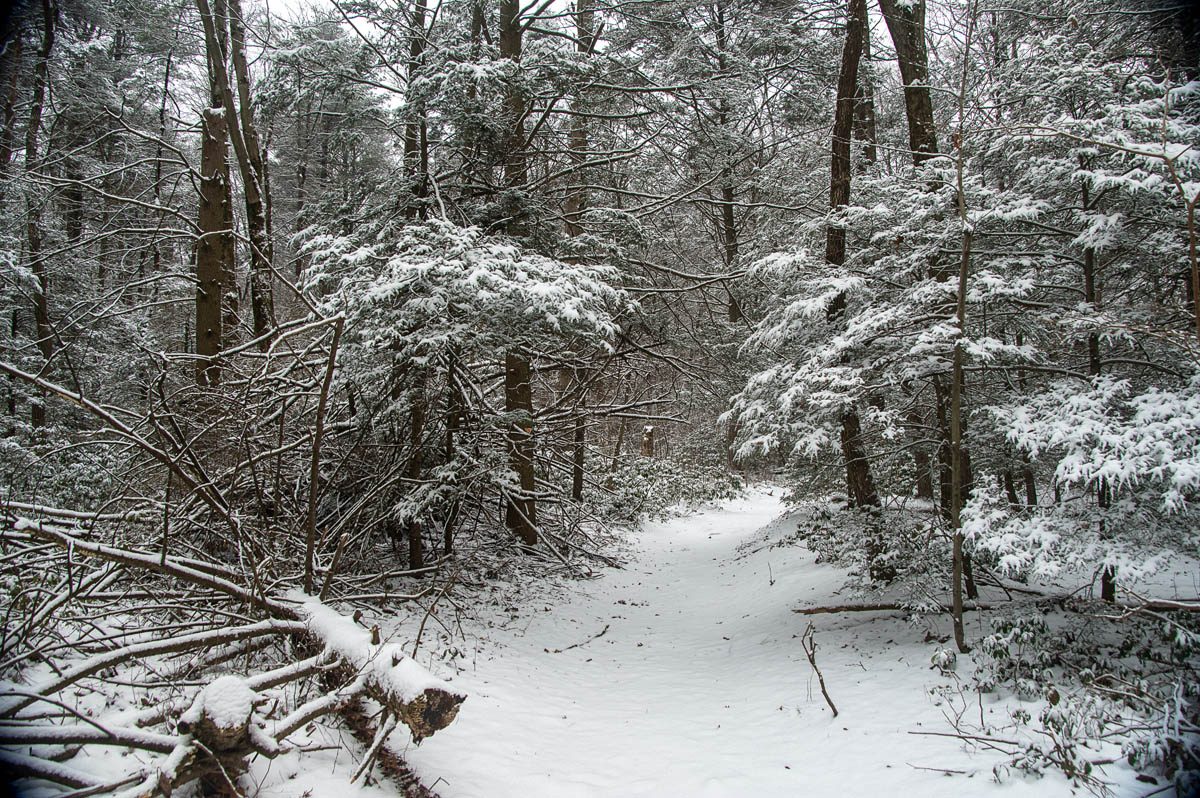 No. 8. Virgin Snow on Sand Spring Trail