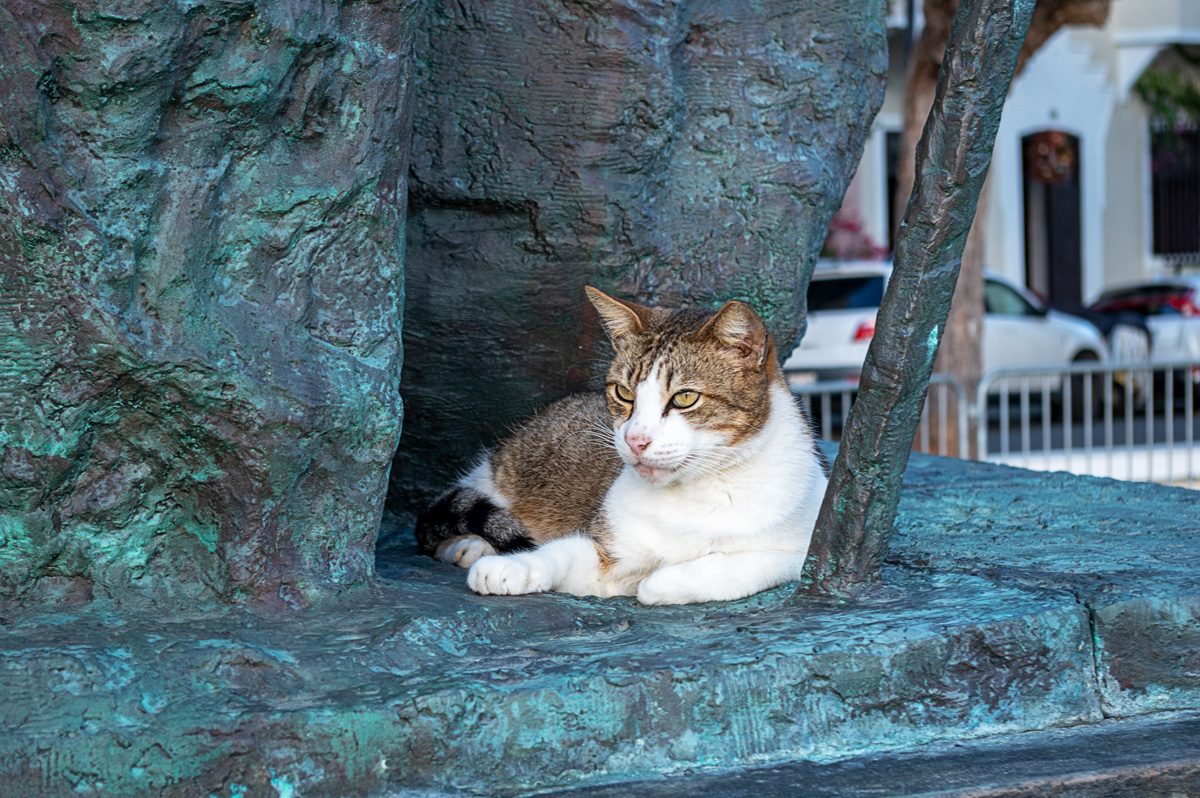 No. 3. The Cats of San Juan