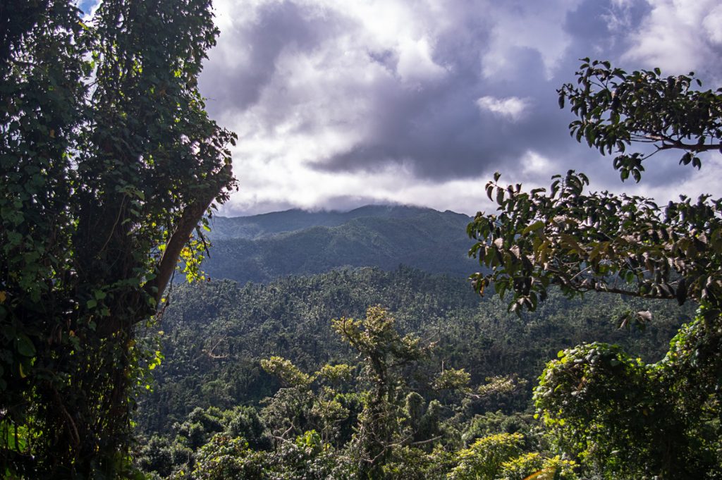 El Yunque Rainforest 01