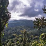 El Yunque Rainforest 01