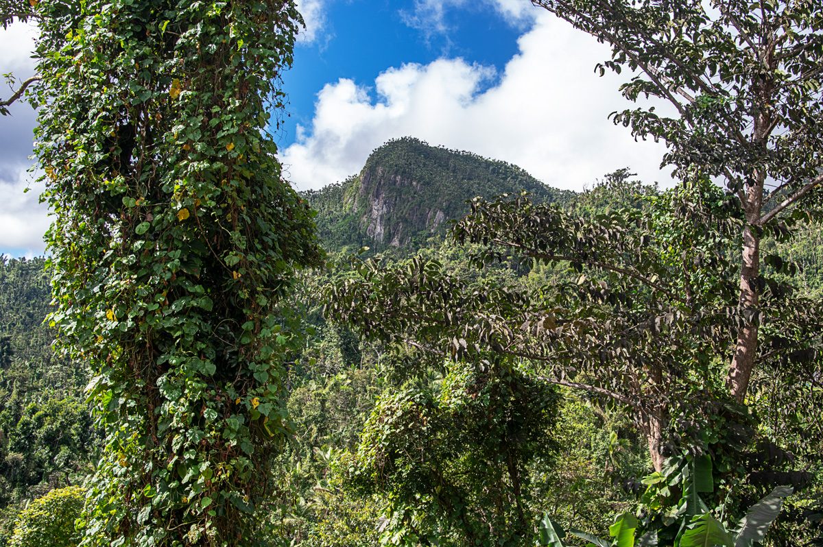 No. 7. El Yunque Rainforest, Puerto Rico