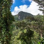 El Yunque Rainforest 02