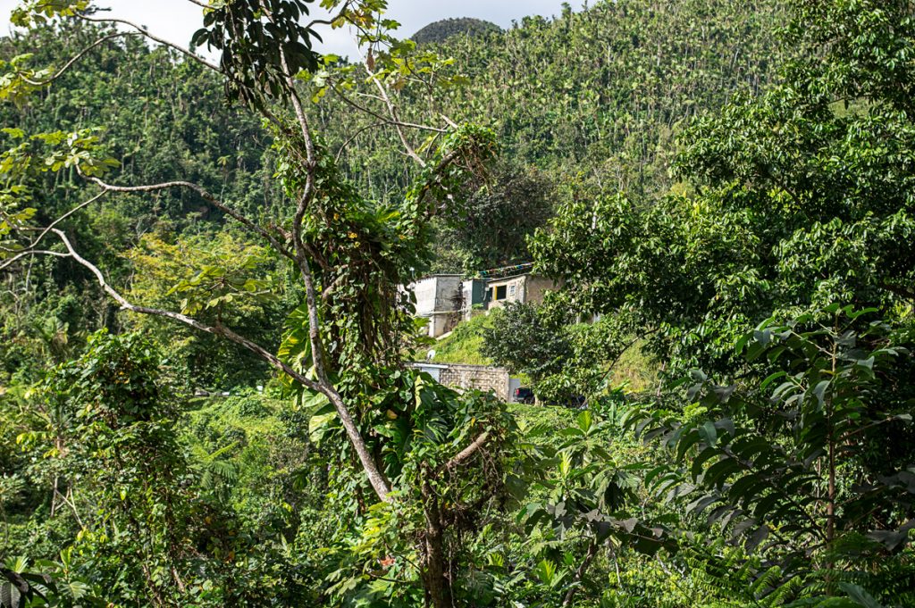 El Yunque Rainforest 03