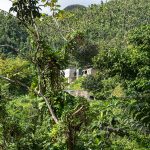 El Yunque Rainforest 03