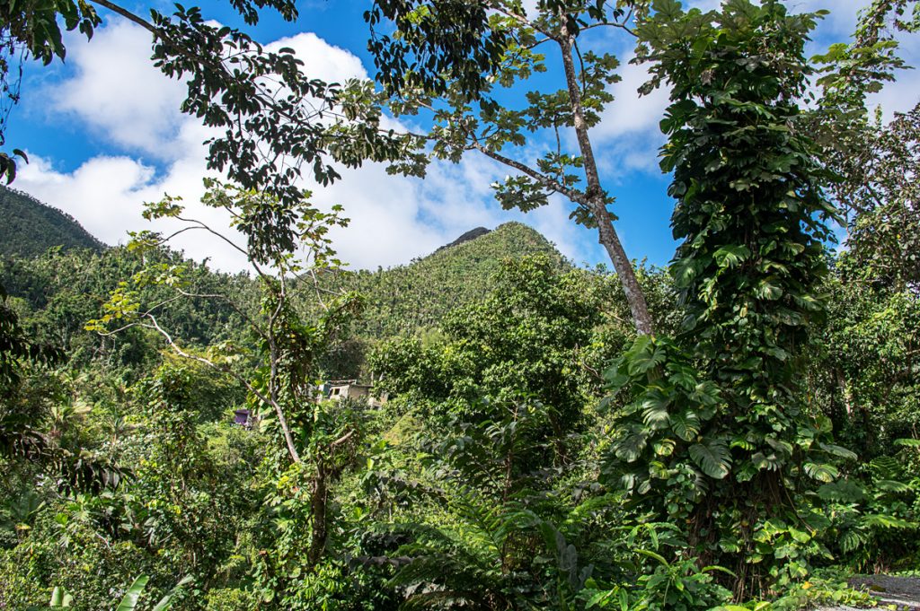 El Yunque Rainforest 04