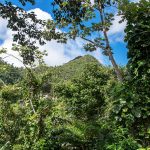 El Yunque Rainforest 04