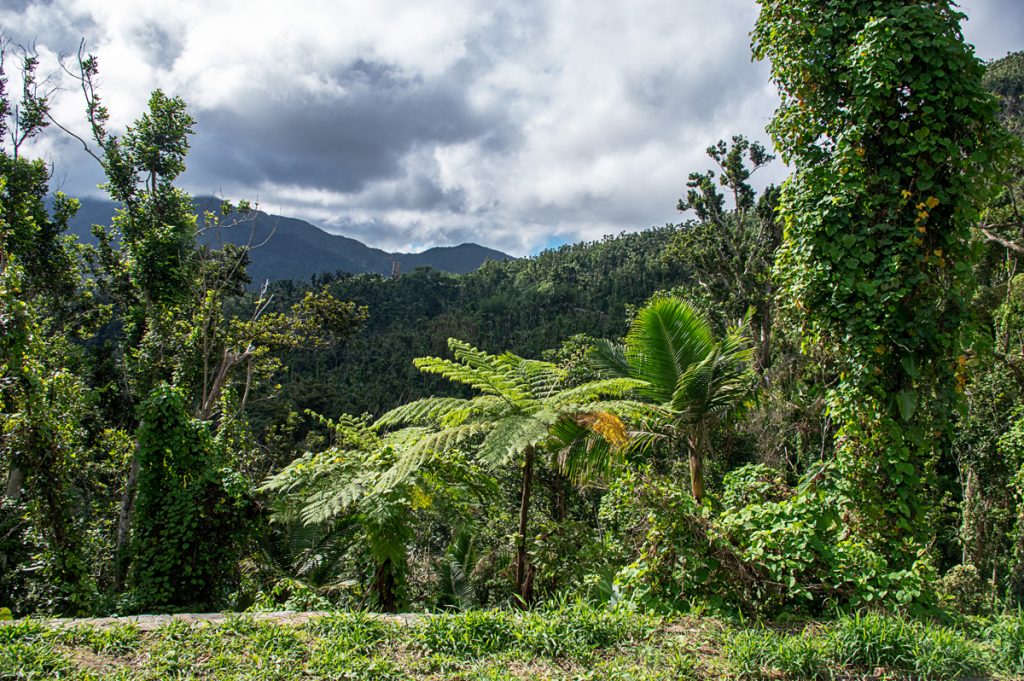 El Yunque Rainforest 05