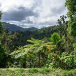 El Yunque Rainforest 05