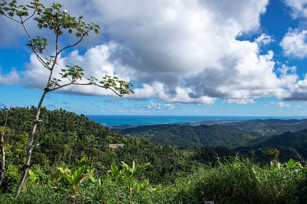 El Yunque Rainforest 06