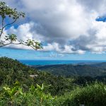 El Yunque Rainforest 06