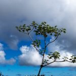 El Yunque Rainforest 07