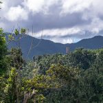 El Yunque Rainforest 08