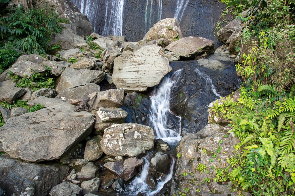 El Yunque Rainforest 10