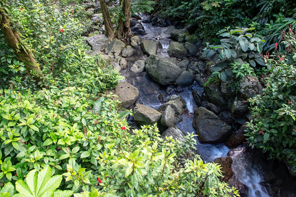 El Yunque Rainforest 11