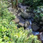 El Yunque Rainforest 11