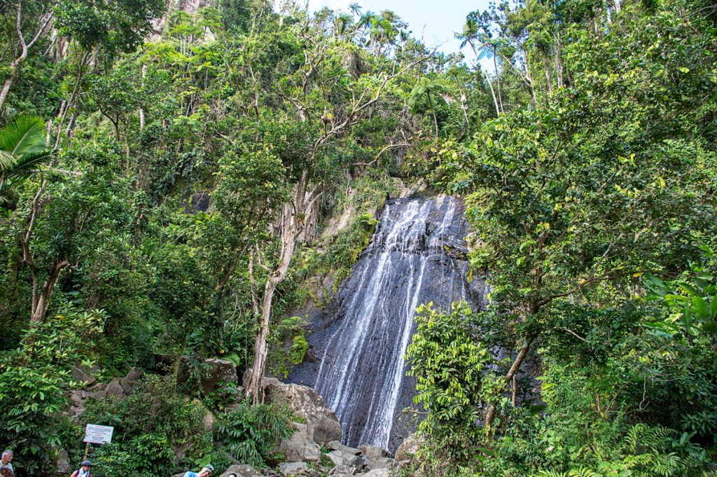 El Yunque Rainforest 12