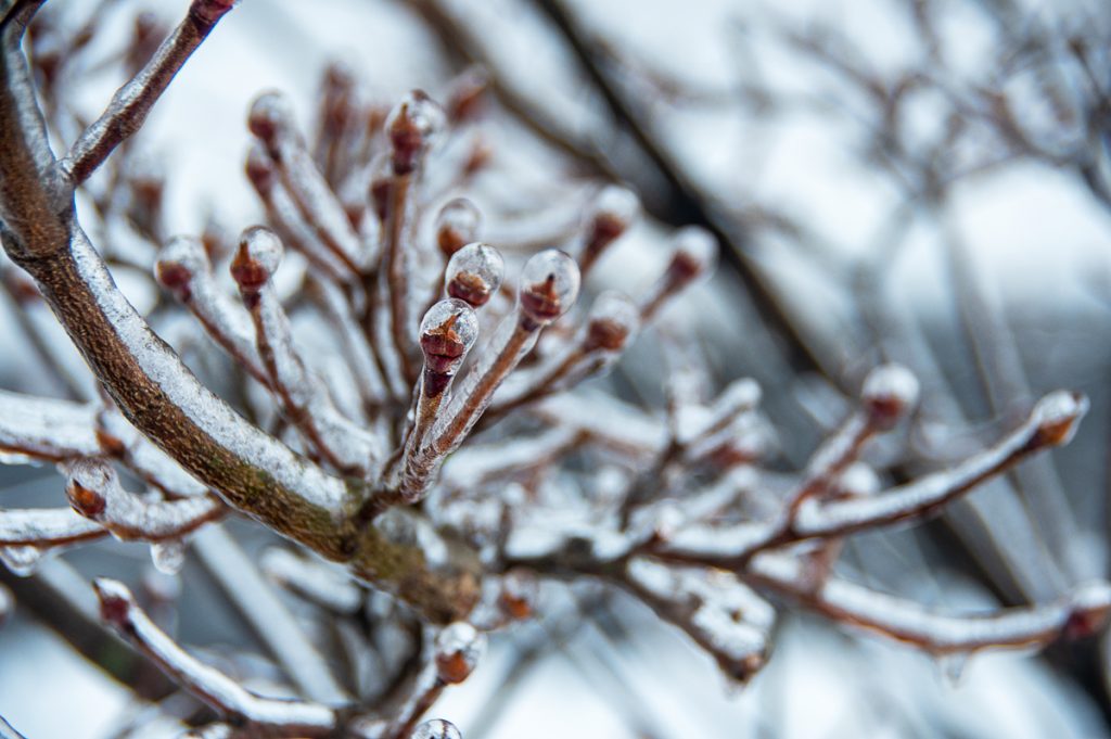 Ice Buds