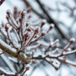 Ice Buds